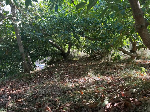 Terreno en Diseminado el Pago Rio