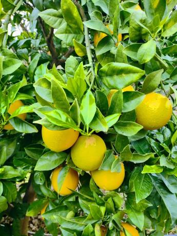 Terreno en calle Vėlez Málaga