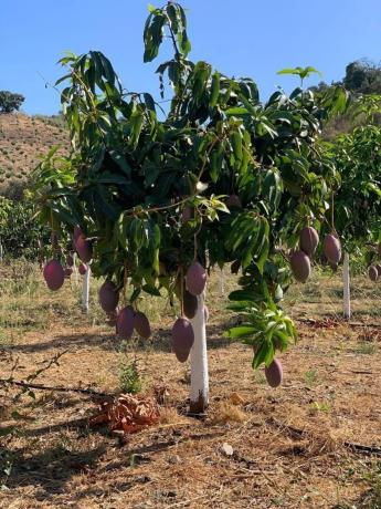 Terreno en Camino Viejo de Málaga