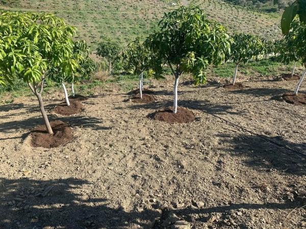 Terreno en Camino Viejo de Málaga