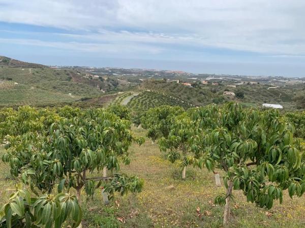 Terreno en Camino Viejo de Málaga