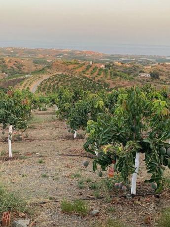 Terreno en Camino Viejo de Málaga
