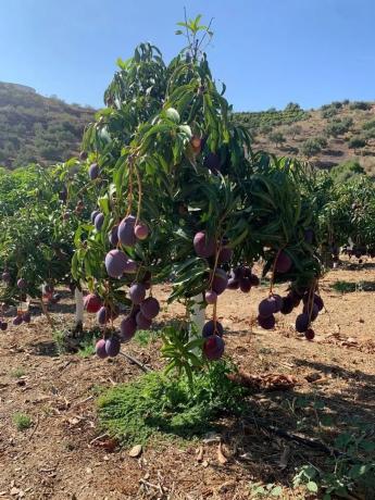 Terreno en Camino Viejo de Málaga