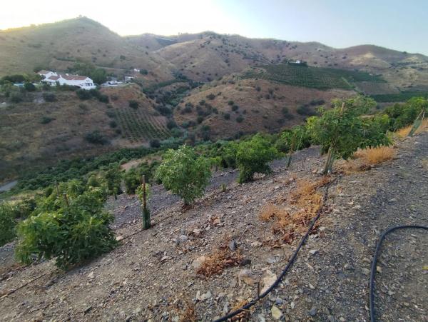 Terreno en Camino Viejo de Málaga