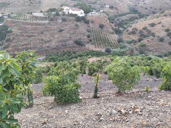 Terreno en Camino Viejo de Málaga