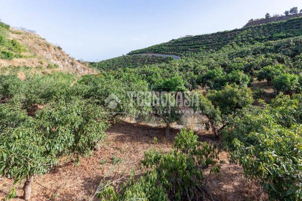 Terreno en Norte - Barrio del Pilar - El Reñidero