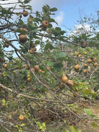Terreno en Lugar Reboredo, 8