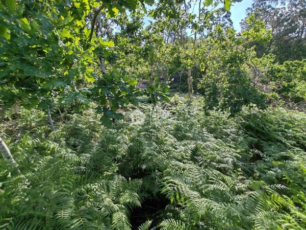 Terreno en camino Sen Nome