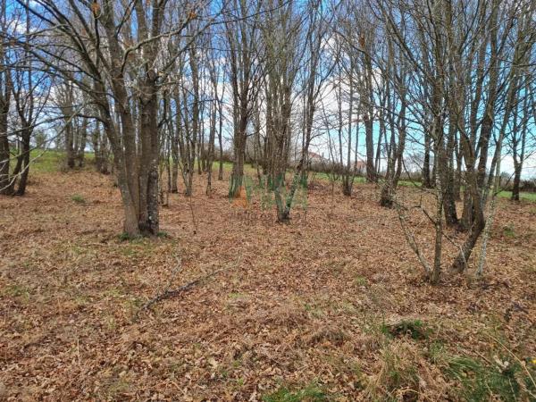 Terreno en carretera de Celanova s/n