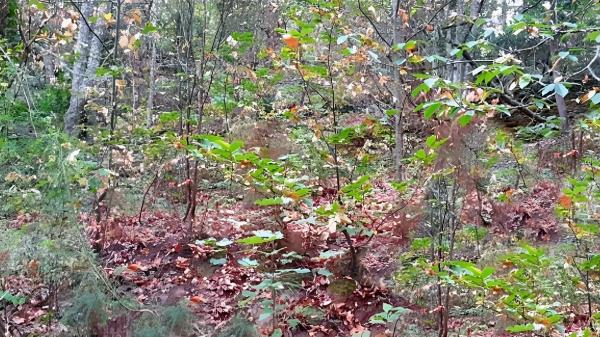 Terreno en o Rio, 130 PolgonoParcela