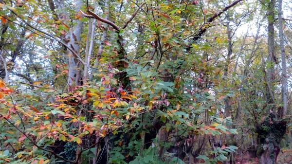 Terreno en o Rio, 130 PolgonoParcela