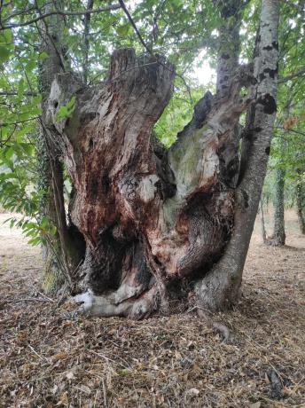 Terreno en Fe de Pedro, 10