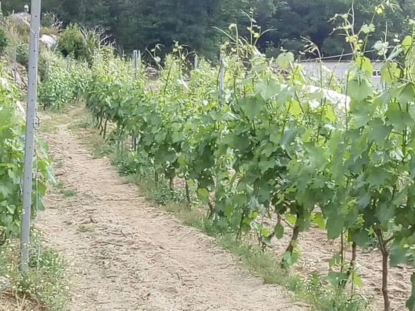 Terreno en Our-cv-408 s/n