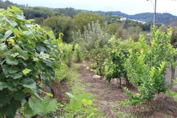 Terreno en calle Gabino Bugallal, 1
