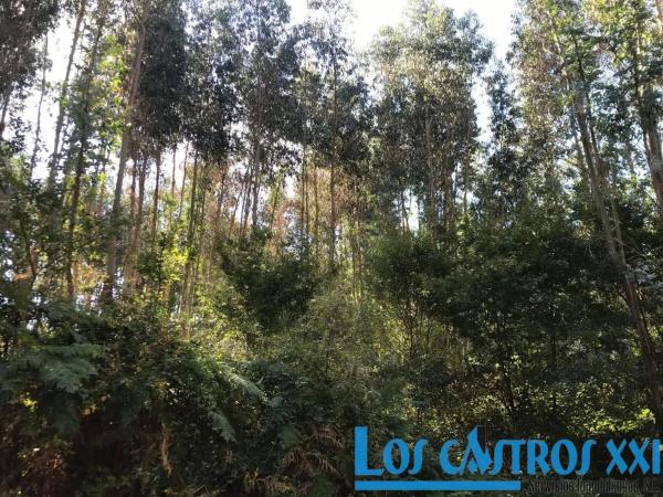 Terreno en calle Principal