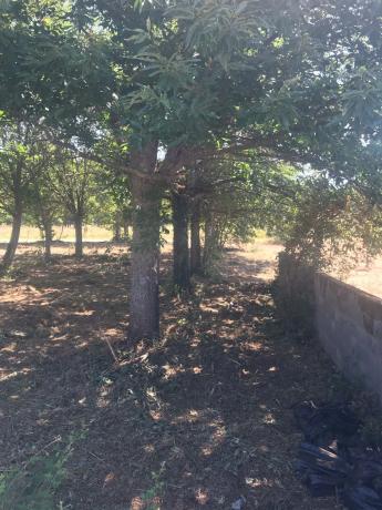 Terreno en vences s/n vences