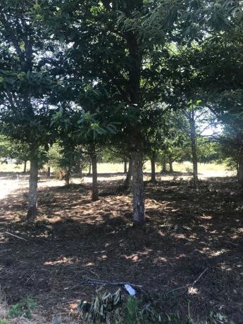 Terreno en vences s/n vences