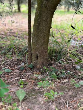 Terreno en carretera Vegamolinos, 20 PolParcela