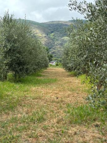 Terreno en carretera Vegamolinos, 20 PolParcela