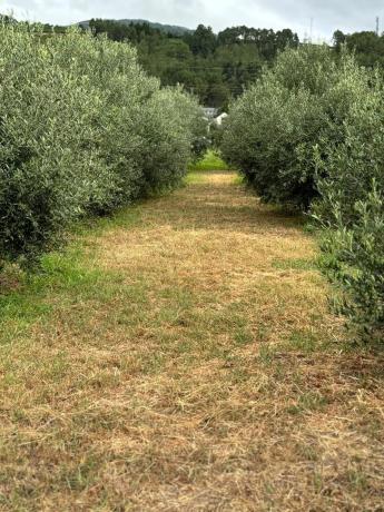 Terreno en carretera Vegamolinos, 20 PolParcela