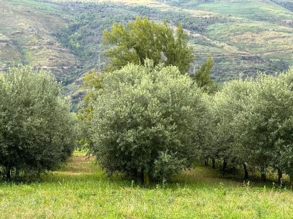 Terreno en carretera Vegamolinos, 20 PolParcela