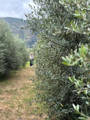 Terreno en carretera Vegamolinos, 20 PolParcela