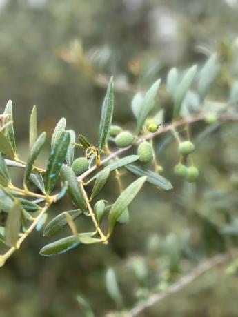 Terreno en carretera Vegamolinos, 20 PolParcela