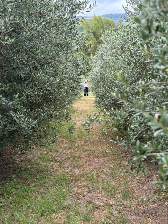Terreno en carretera Vegamolinos, 20 PolParcela