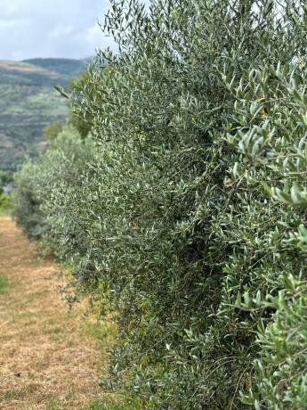 Terreno en carretera Vegamolinos, 20 PolParcela
