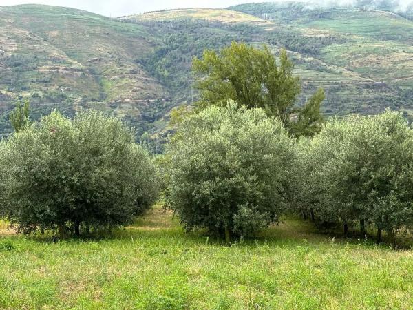 Terreno en carretera Vegamolinos, 20 PolParcela