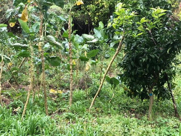 Terreno en Coucieiro, 47