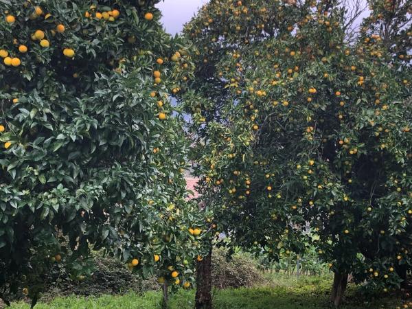 Terreno en Coucieiro, 47