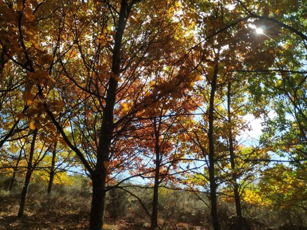 Terreno en Polígono 75, Esperela/Bouza da Pedra, 291 Parcela
