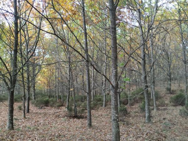 Terreno en Polígono 75, Esperela/Bouza da Pedra, 291 Parcela