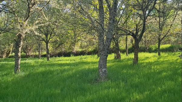 Terreno en Polígono 75, Esperela/Bouza da Pedra, 291 Parcela