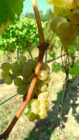 Terreno en Rairiz de Veiga