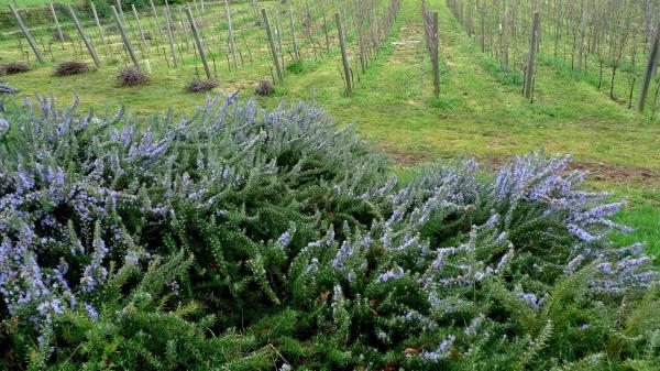 Terreno en Rairiz de Veiga