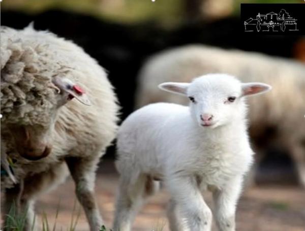 Terreno en Rairiz de Veiga