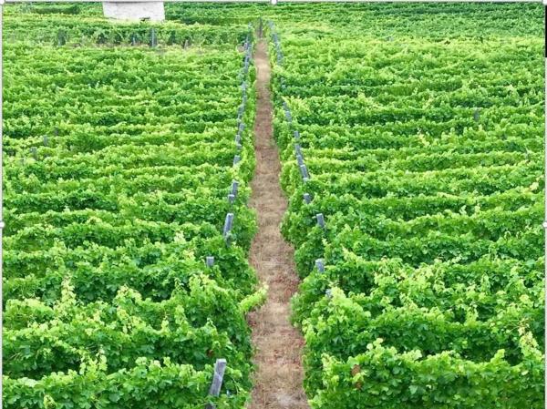 Terreno en Rairiz de Veiga