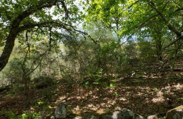 Terreno en camino Sen Nome