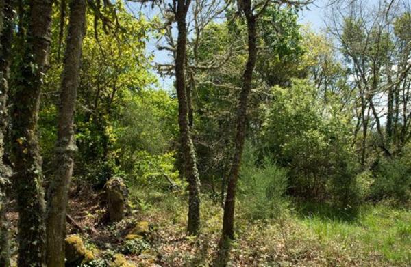 Terreno en camino Sen Nome