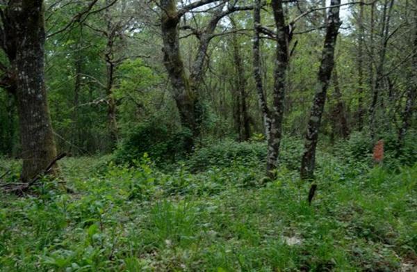 Terreno en camino Sen Nome