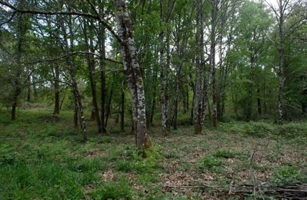 Terreno en camino Sen Nome