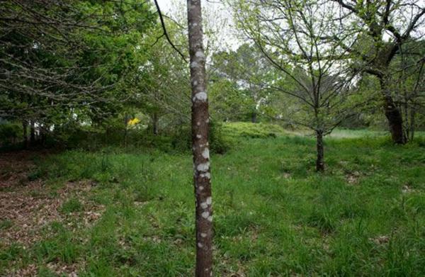 Terreno en camino Sen Nome