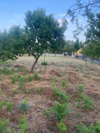 Terreno en carretera Tintores, 35