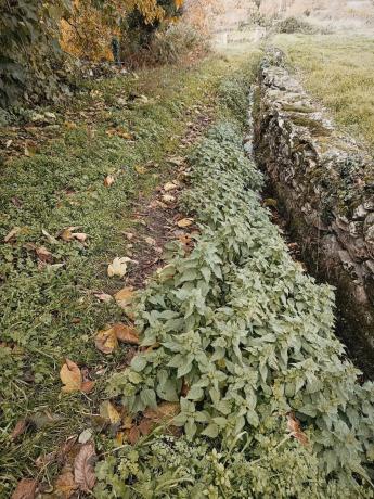 Terreno en Seoane de abaixo s/n iberdrola