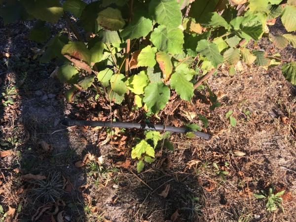 Terreno en camino Obouzo, 1