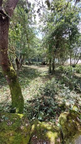 Terreno en alto Porto, 35