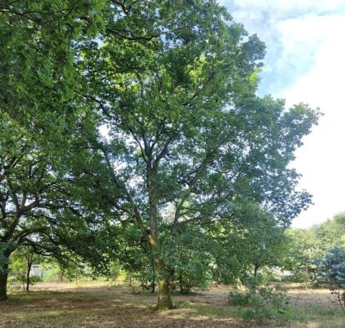 Terreno en Vilamarin