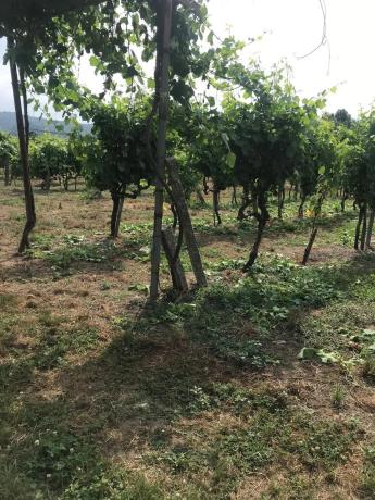 Terreno en Caseriu Barra, 5